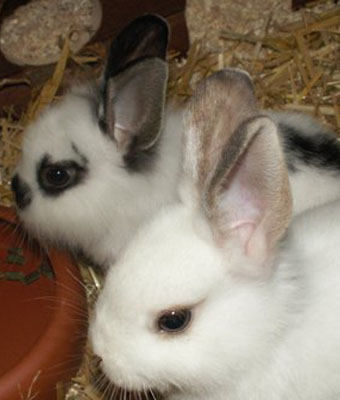 Kaninchen am Futternapf